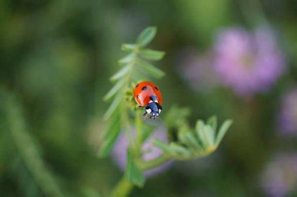 istock Ladybug on the green grass. Insects in nature. 1818338762