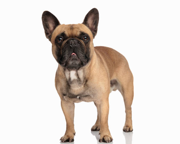 istock beautiful french bulldog dog looking forward and panting while standing 1818342506