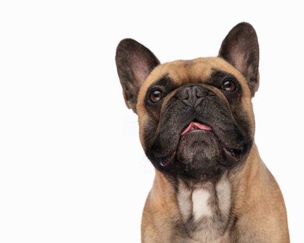 istock cute frenchie dog with tongue exposed panting and looking forward 1818343059