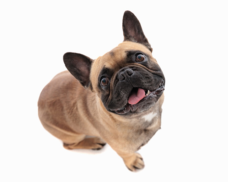 excited french bulldog puppy sticking out tongue, panting and looking up while sitting in front of white background