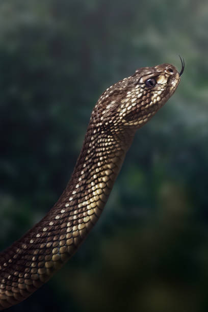 istock South American Rattlesnake Viper (Crotalus durissus) - Cascavel 1818344150