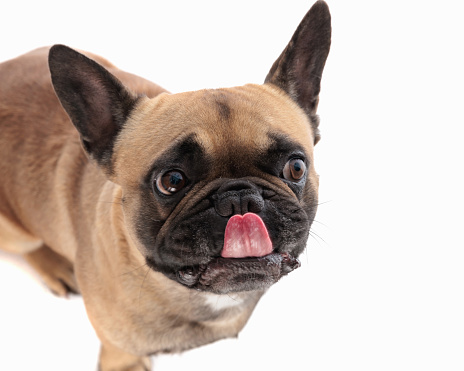 top view picture of greedy little french bulldog dog licking nose and looking up while sitting in front of white background in studio
