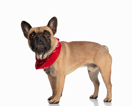side view of adorable french bulldog with red bandana looking up and being curious while standing in front of white background
