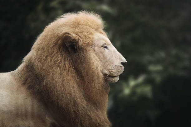istock White Lion (Panthera leo) - Leucistic Lion 1818349646
