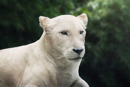 White Lioness (Panthera leo) - Leucistic Lion