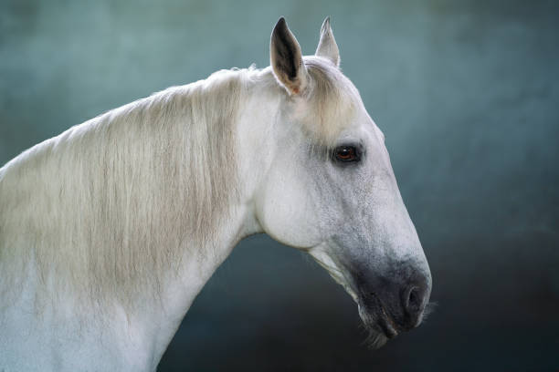 istock Beautiful White Horse Head (Equus ferus caballus) 1818349726