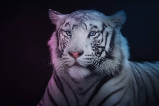 White Tiger Bleached - Free photo on Pixabay