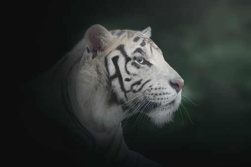 White Tiger (Panthera tigris) - Leucistic Tiger