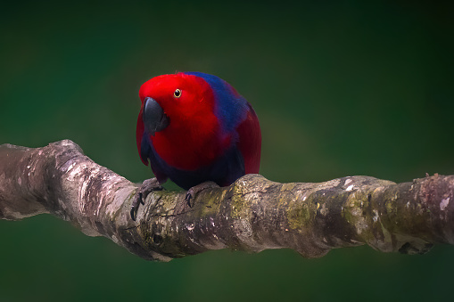 Female Eclectus Parrot (Eclectus roratus)