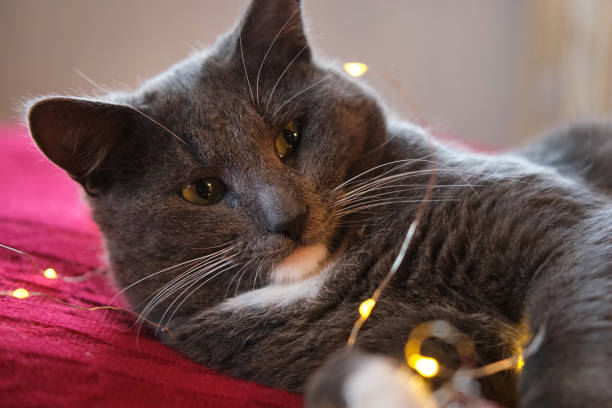 istock Kitten Sniffs and Chews a Garland on Red Knitted Blanket. Gift Box, Christmas Lights and Shiny Decoration Background. Gray Cat is Playing, Preparing to Celebration Xmas. Cute Pet. Funny Animals. Humor 1818351376