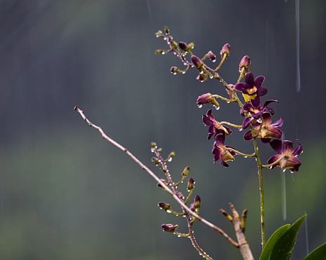 downpour in the garden