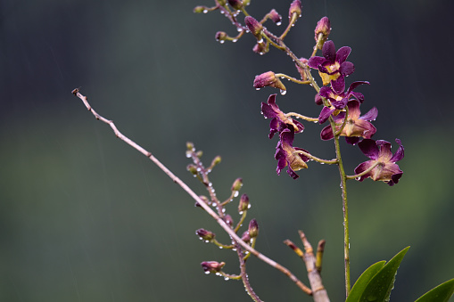 Queen Victoria Dendrobium plant under heavy rain, vibrant colours, blurred background, Mahe Seychelles