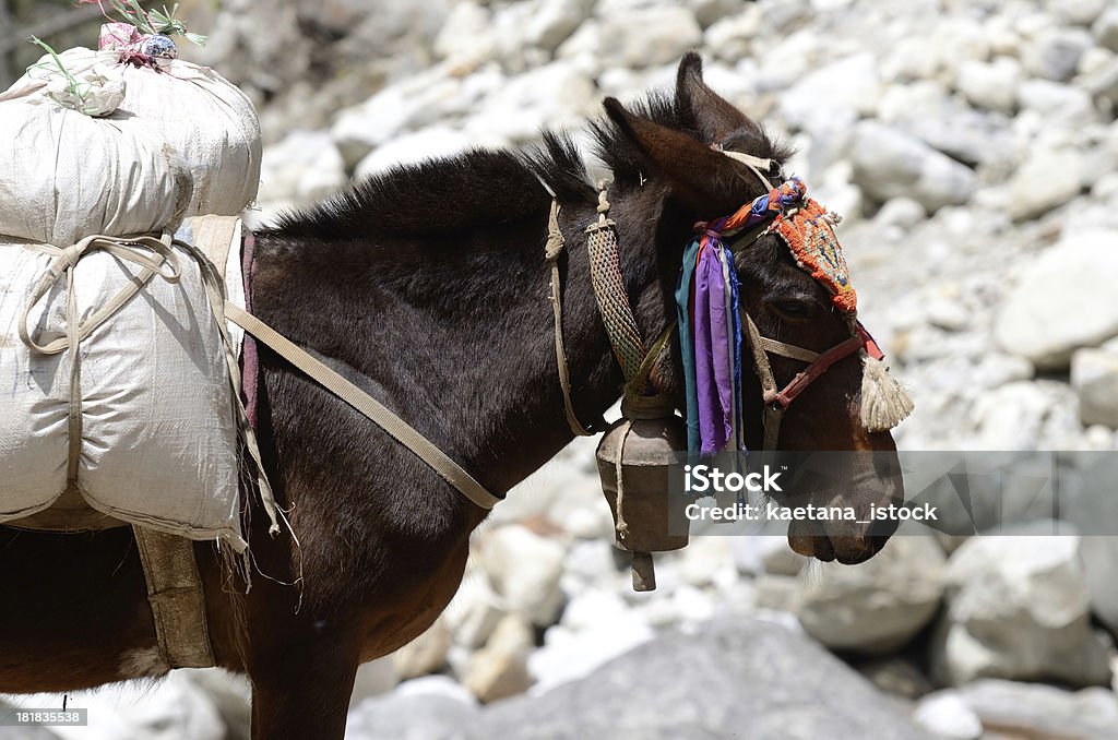 Porträt der Esel mit schweren Last, Nepal, Asien - Lizenzfrei Asiatische Kultur Stock-Foto