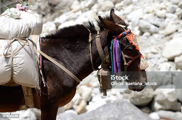 Foto de Retrato De Burro Com Carga Pesados Nepal Ásia e mais fotos de stock de Agricultura - Agricultura, Aldeia, Animais Machos
