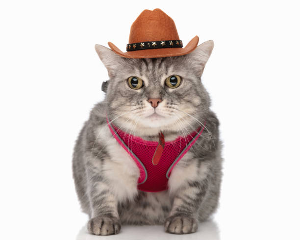istock cute little tabby cat with pink harness and sheriff hat looking forward 1818358343