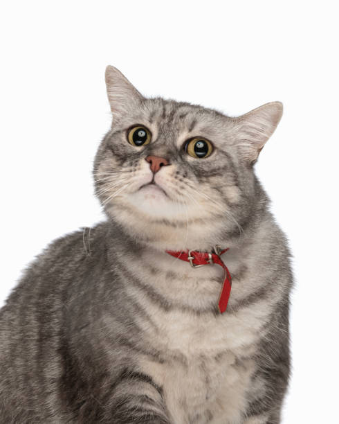 istock cute little metis cat with red collar sitting and looking forward 1818358359