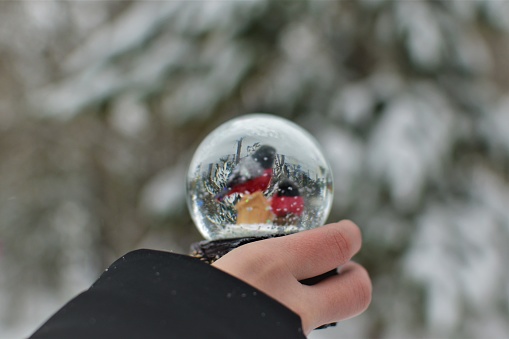 A snow globe with bullfinches in its hands. Winter forest in the background. Focus on the winter forest inverted in a ball.