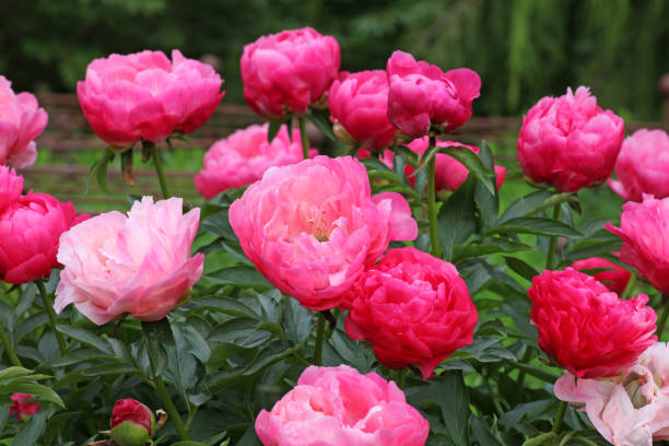Bright pink peony, Paeonia lactiflora 'Ellen Cowley' in flower.