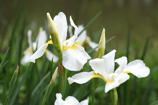 Siberian Iris 'White Swirl' in flower.