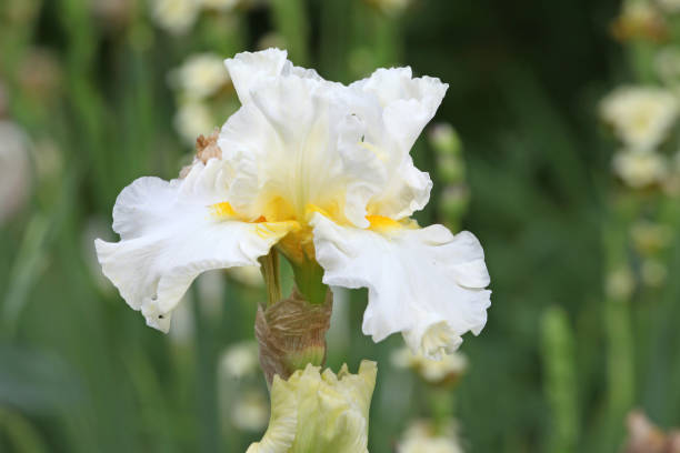 istock White and yellow Bearded Iris 'Princess Sabra'  in flower. 1818372655