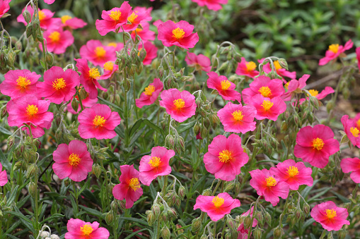 Pink Helianthemum rock rose 'Ben Ledi', also known as sun rose, in flower