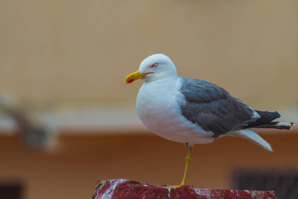 Seagull and cityscape in Cannes, France