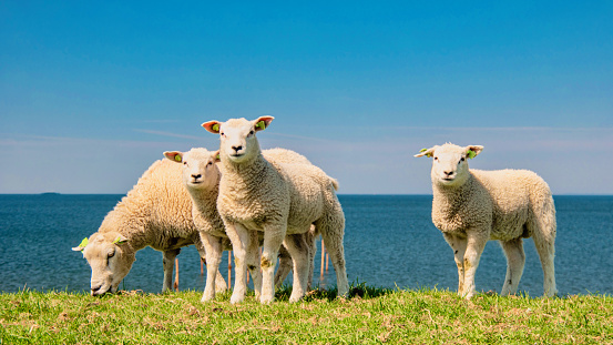 New Zealand is home to some of the world’s best, most natural tasting beef and lamb.Sheep farming did very well in the 1950s and 1960s. But in the 1980s, government subsidies were removed. Sheep farming became less profitable, and sheep numbers fell. Today, farmers have placed increased emphasis on breeding sheep for improved meat or wool production, to keep farms profitable.Sheep numbers have fallen, from 70 million in 1982 to about 29 million in 2014.