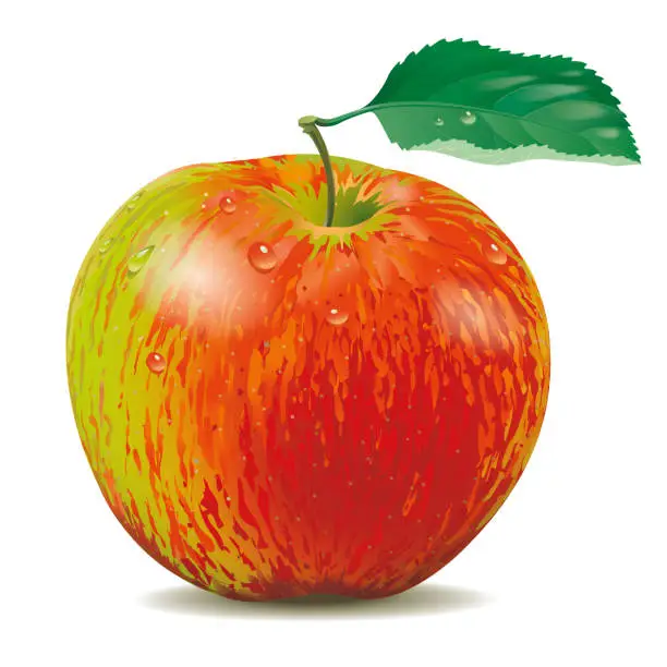 Vector illustration of Red and green apple on white