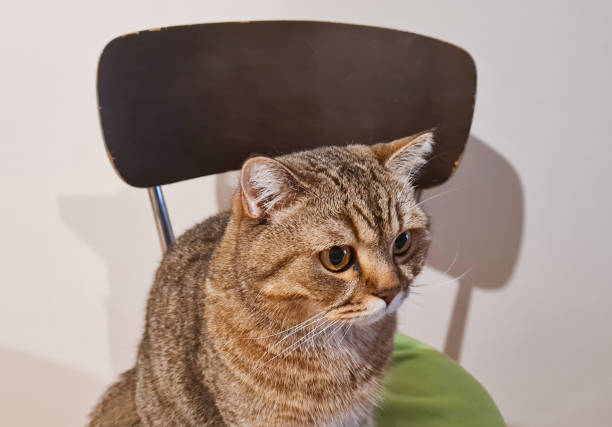 istock Cute Cat Sitting Chair At Home 1818390280