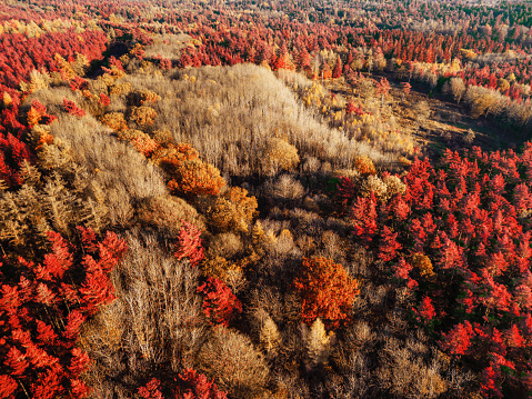 High angle view, taken by drone, depicting a the top of a beautiful red and golden forest canopy in autumn.
