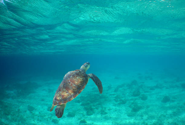 istock sea turtle swimming in the crystal clear waters 1818391387