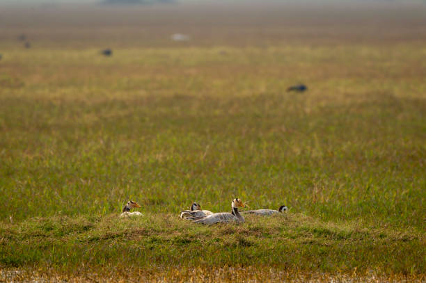 bar headed goose or anser indicus family or flock in an open field or wetland during winter migration at keoladeo national park or bharatpur bird sanctuary rajasthan india asia bar headed goose or anser indicus family or flock in an open field or wetland during winter migration at keoladeo national park or bharatpur bird sanctuary rajasthan india asia keoladeo stock pictures, royalty-free photos & images