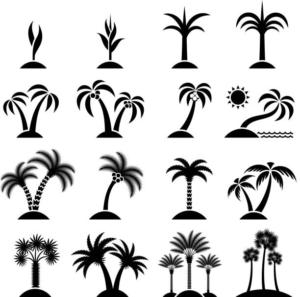 ilustrações, clipart, desenhos animados e ícones de árvore tropical collection preto & branco, vector conjunto de ícones - tropical climate white background palm tree leaf