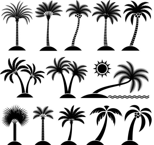 illustrations, cliparts, dessins animés et icônes de palmier tropical vecteur ensemble d'icônes - alphabet text wood white background