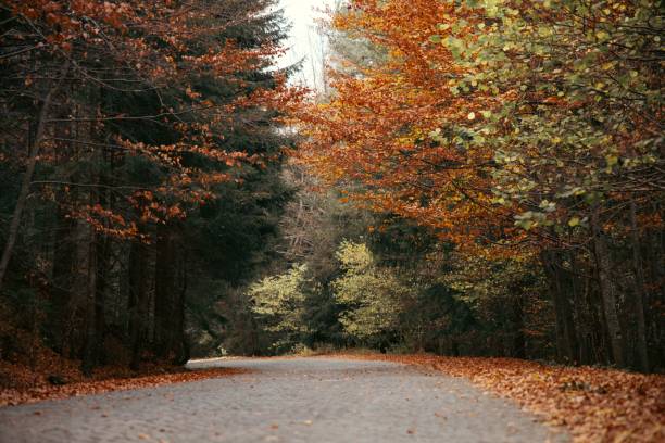 istock Scenic autumn forest path lined with vibrant yellow, red, and orange-hued trees 1818401222