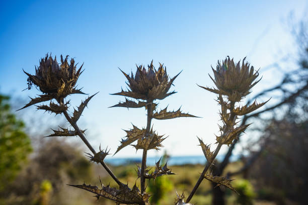 Mediterranean nature. Plant with thorns in field