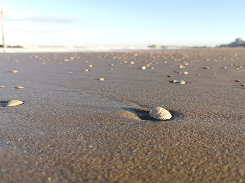 One white shell in the sand