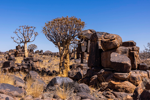 Quiver tress amongst the arid desert area of Namibia