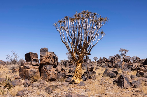 3 beautiful famous Quiver Trees, Kokerboom, (Aloe dichotoma) standing in a line in the typical dry wide african landscape in South Africa, near Springbok between rocks on a sunny day with blue sky.