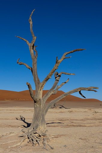 Trees set against the bright orange sand of the Namib Naukluft desert and the bright blue sky of the Namibian day