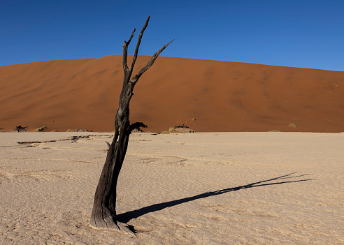 Tree set against the bright orange sand of the Namib Naukluft desert and the bright blue sky of the Namibian day