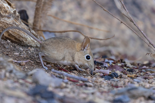 An Elephant shrew searches through the under growth for food
