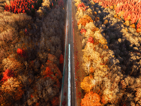 Aerial top down view, taken by drone, depicting a passenger train traveling through a red and golden forest in autumn.