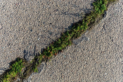 Green grass growing through cracked asphalt as a concept of nature's vitality.