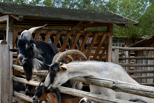 Close up on white, brown, and orange goats or rams grazing, looking for food, eating, and walking around pens covered with hay and separated from one another with a wooden fence located next to a pond