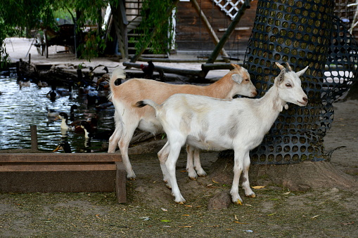 Close up on white, brown, and orange goats or rams grazing, looking for food, eating, and walking around pens covered with hay and separated from one another with a wooden fence located next to a pond