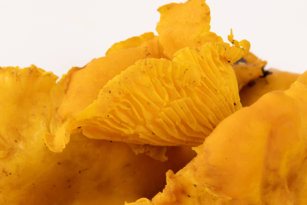 several chanterelles, close-up, isolated on a white background
