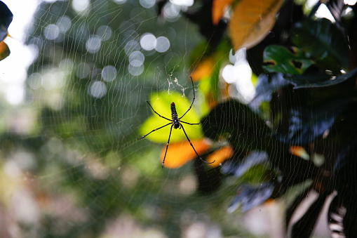A black and white spiny spider in the center of it's spider web in the forest.