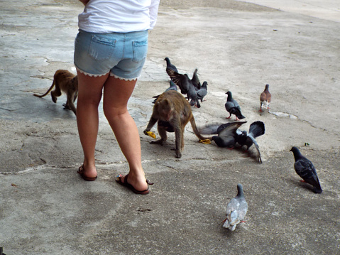A girl feeds birds and monkeys. Thailand