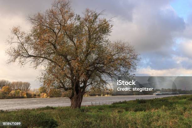 Autumnal Rhine Riverside Stock Photo - Download Image Now - Autumn, Branch - Plant Part, Cloud - Sky